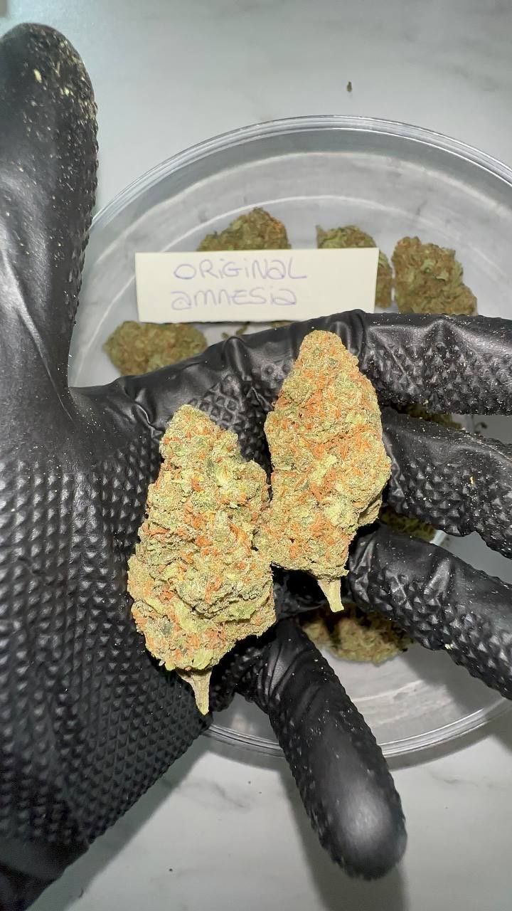 Original Amnesia Cannabis kaufen
